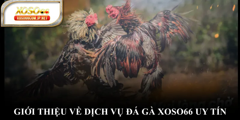 Giới thiệu về dịch vụ đá gà XOSO66 uy tín