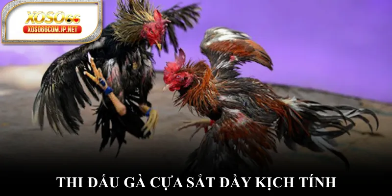 Thi đấu gà cựa sắt đầy kịch tính Thi đấu gà cựa sắt đầy kịch tính